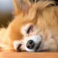 犬が『死んだふり』…