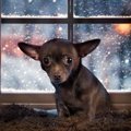 犬が怖がってしまう…