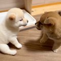 生後35日目の赤ちゃ…