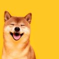 犬に『感謝の気持ち…