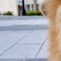『坂で犬の写真を撮…