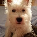 子犬のおやつはいつ…
