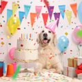 犬の誕生日を祝う『…