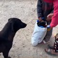 野良犬と少女たちの…