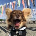 LAYLAのわんちゃん占…