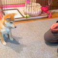 子犬に『待て』と指…