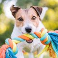 犬にも『好きな色』…