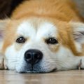 犬も仮病を使う？そ…