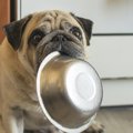 あっという間！犬が…