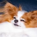 【#あなたの犬の魅力…