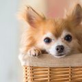 人気犬種がかかりや…