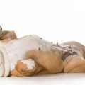 犬が仰向けになる理…