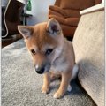 「こうすれば叱られ…