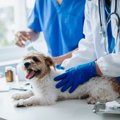【獣医師執筆】犬の…