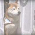 ほっこり♡網戸越しに…