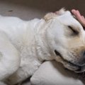 おやすみなさい♪飼い…