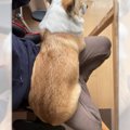自分のことを「小型…