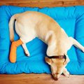 犬が骨折をしてしま…