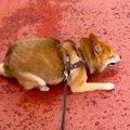 涼しくなったので、…