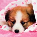 犬の乳腺腫瘍の正し…