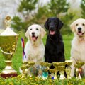 愛犬を自慢したい！…