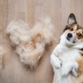 『抜け毛が多い犬種…