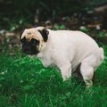 犬の鞭虫症について…