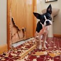 『犬の飼い主が困る…