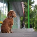 店先につないでおか…