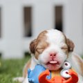 愛犬の自宅出産に必…