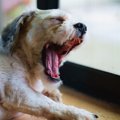 犬が戸惑っていると…