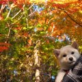 犬が飼い主に『理解…