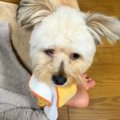 新生活に疲れ泣いて…
