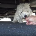 頭脳派小型犬の保護…