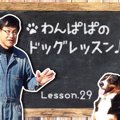わんぱぱのドッグレ…