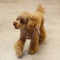 犬が『家の中を徘徊…
