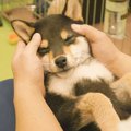 犬と飼い主の『ナイ…