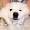 もっふもふの大型犬→…