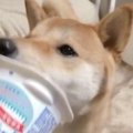ヨーグルト大好き柴…