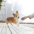 犬が『遊ぼう！』と…