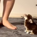 飼い主の足元でお座…