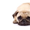 『愛情不足な犬』が…