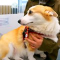 動物病院にやってき…