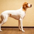 イングリッシュ・ポ…