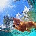 愛犬と夏を乗り切る…