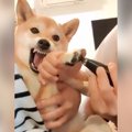 犬に爪切りをしたら……