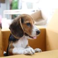 アメリカで2つめの州…