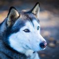 神秘的な瞳を持つ犬…