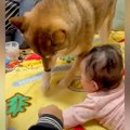赤ちゃんの前で犬が…