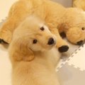 赤ちゃん犬にあげた…